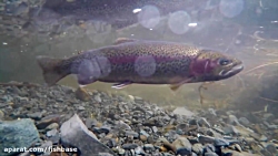 تخمریزی طبیعی قزل آلای رنگین کمان (Rainbow Trout)