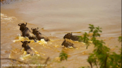 جدال نفس گیر حیوانات 2021  جنگ...