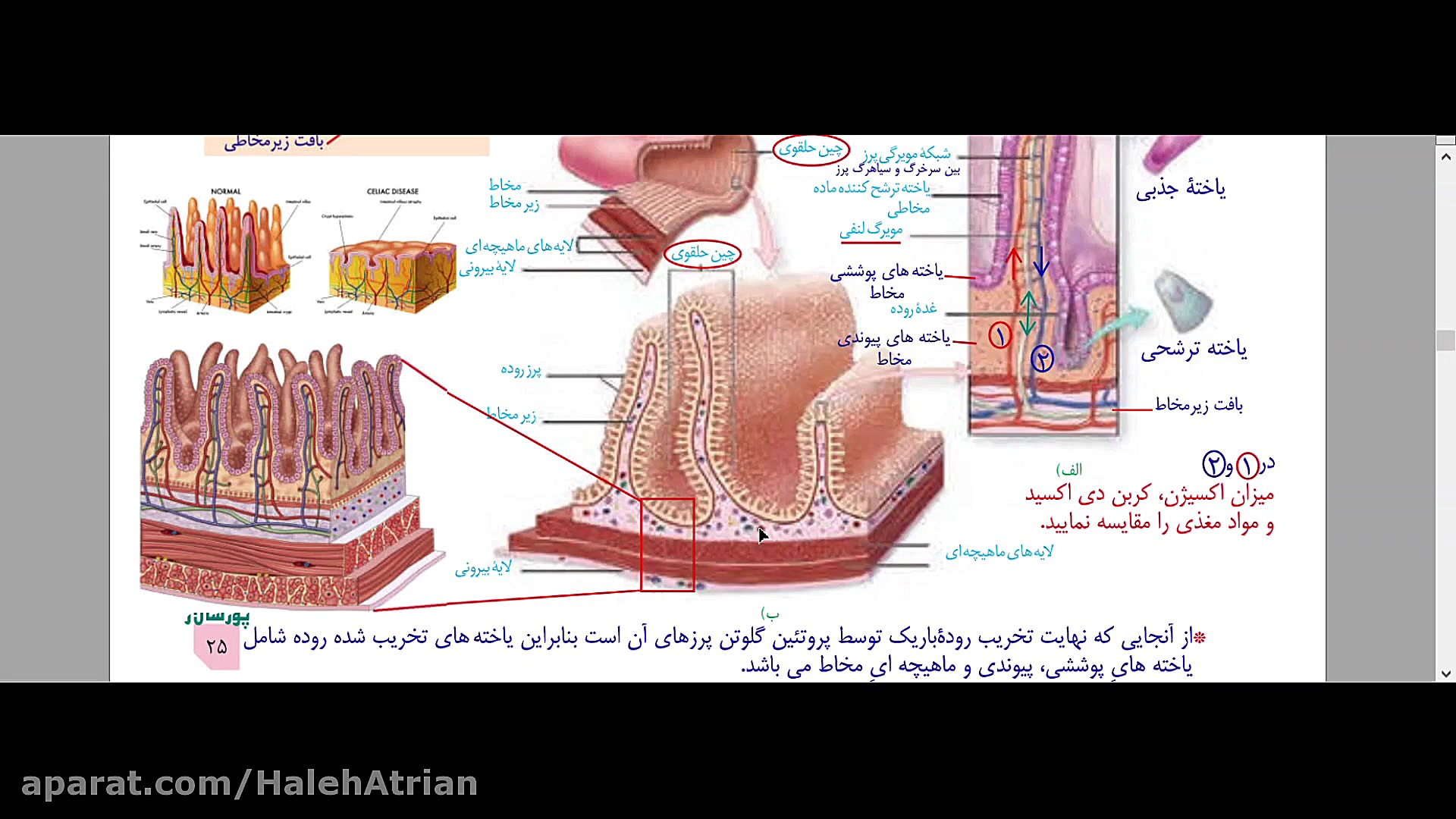 آموزش زیست شناسی دهم. جذب در روده باریک.مدرس: هاله عطریان هایفوتراپی