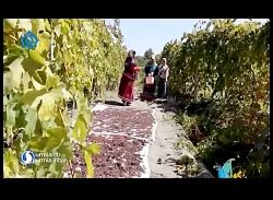 دمنوش برگ به