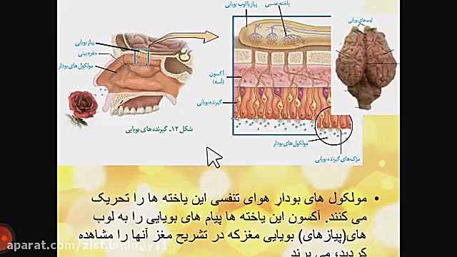 تدریس گفتار۲فصل۲ حس بویایی و چشایی انیمیشن دوبله