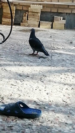 علی پلاکی