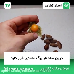 کاشت گیاه فیسالیس