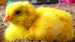 حیوانات بامزه خانگی :: جوجه ها...
