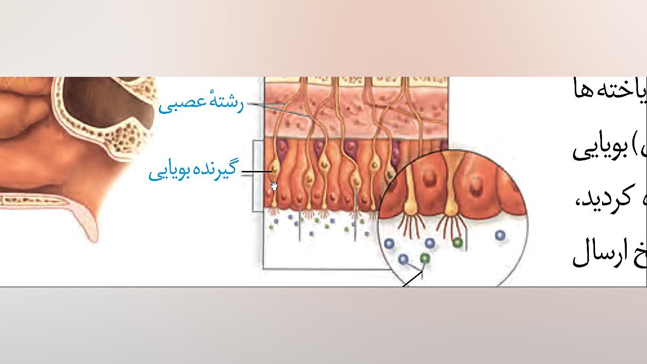 حس بویایی و چشایی- زیست یازدهم(مدرس: محمد رضا ثنائی) گیمر دماغ‌آلبالویی