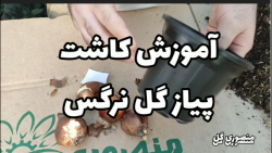 آموزش کاشت و نگهداری پیاز گل ن...