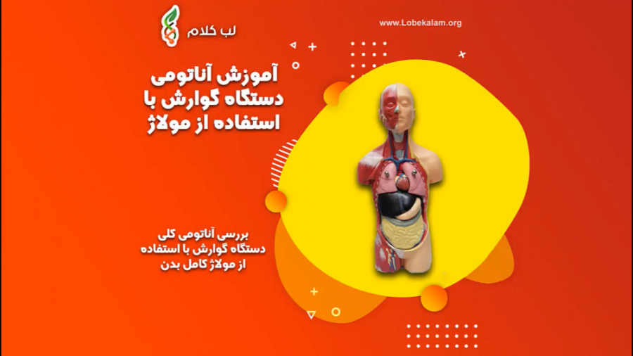 آموزش آناتومی کلی دستگاه گوارش انسان کامپوزیت ونیر