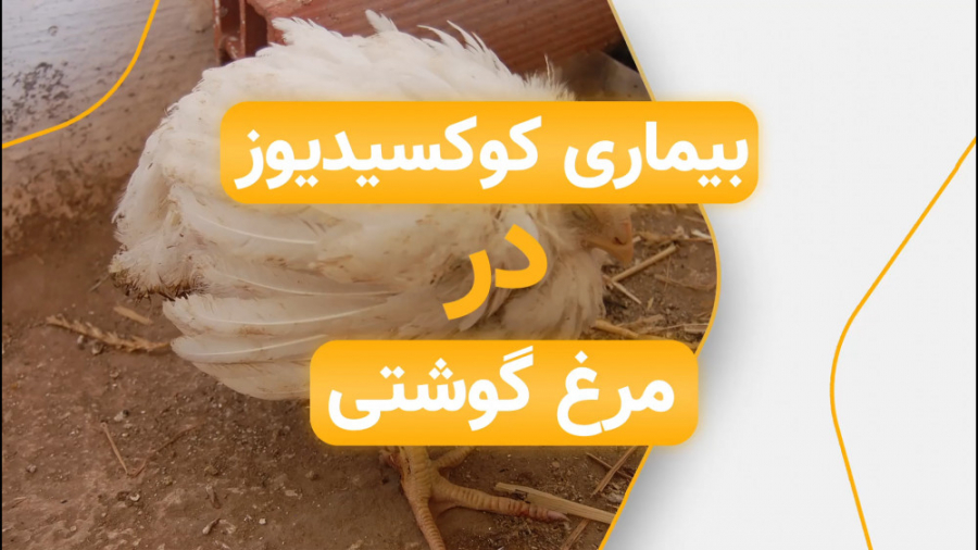 معرفی دوره آموزشی بیماری کوکسیدیوز در پرورش مرغ گوشتی دکتر محمد مهدی عبدالهی (دامپزشک)