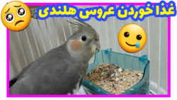 غذا خوردن عروس هلندی