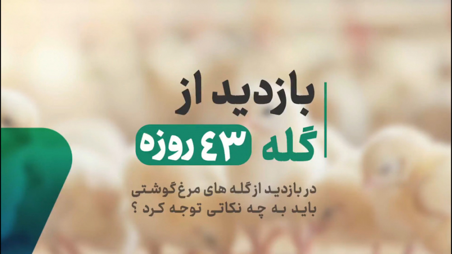 بازدید از سالن پرورش مرغ گوشتی در سن 43 روزگی (فارم پدر) دکتر محمد مهدی عبدالهی (دامپزشک)
