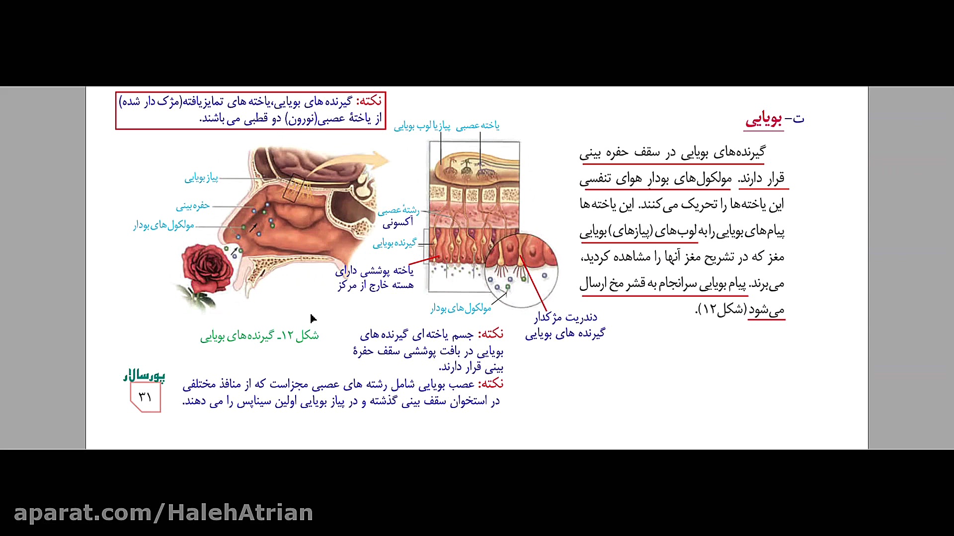 آموزش زیست یازدهم. حفظ تعادل و حس بویایی. مدرس: هاله عطریان لیزر فرکشنال