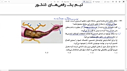 تحلیل زیست آزمون ۲۱ آبان قلمچی (۳)