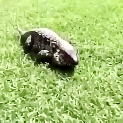 ببین فقط بخند