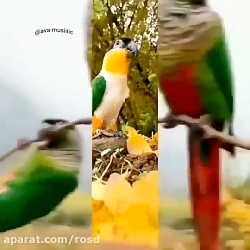 سلام؛ صبح پر از امید شما بخیر