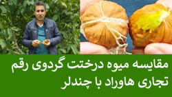ایران گردو | مقایسه میوه | گردوی  چندلر | هاوارد | گردوی پیوندی | گردو