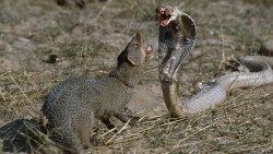 ۷ لحظه شکار حیرت انگیز  مستند...