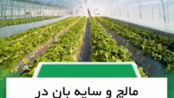 مالچ و سایه بان در گلخانه