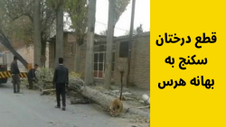 قطع درختان سکنج به بهانه هرس