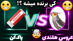 جنگیدن پرنده | عروس هلندی در م...