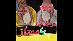 برنج درجه یک یا ممتاز