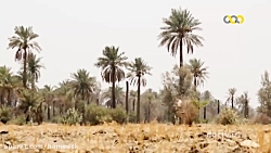 مستند ببری منوجان