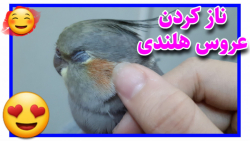 نوازش کردن و ناز کردن عروس هلن...