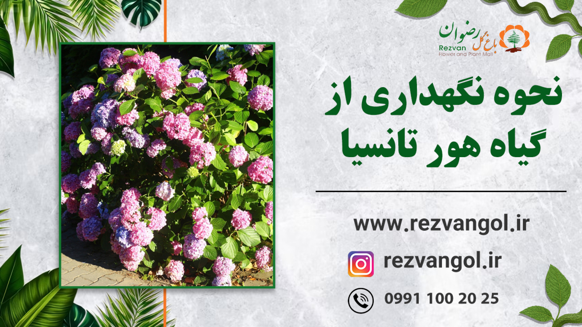 نحوه نگهداری از گیاه هور تانسیا زمان128ثانیه