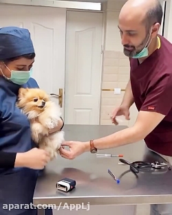 آمپول زدن به سگ ترسو