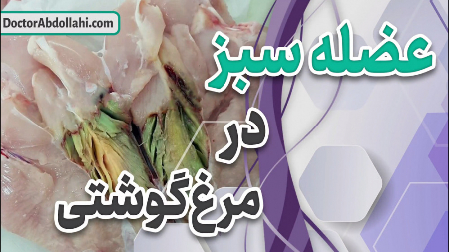 بررسی عارضه عضله سبز یا بیماری اورگون در مرغ گوشتی دکتر محمد مهدی عبدالهی (دامپزشک)