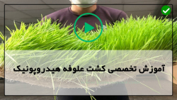 آموزش هیدروپونیک-علوفه هیدروپونیک-پرورش هیدروپونیک-(بررسی سیستم کشت علوفه)