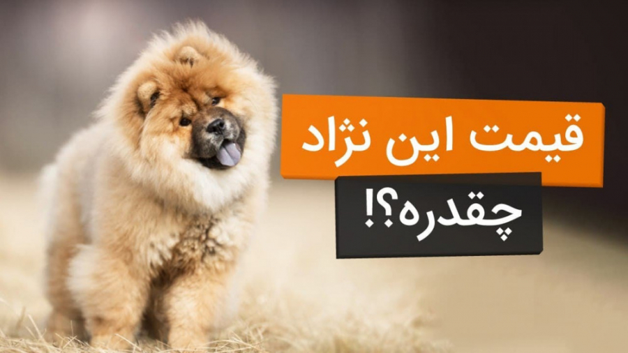 معرفی 10 نژاد سگ محبوب و پرطرفدار در ایران و قیمت آنها زمان537ثانیه