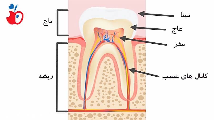 نحوه پرکردن پوسیدگی دندان ها بیومهندسی عصبی