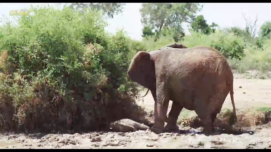 مستند - ملکه فیل The Elephant Queen 2018 - دوبله فارسی زمان5750ثانیه