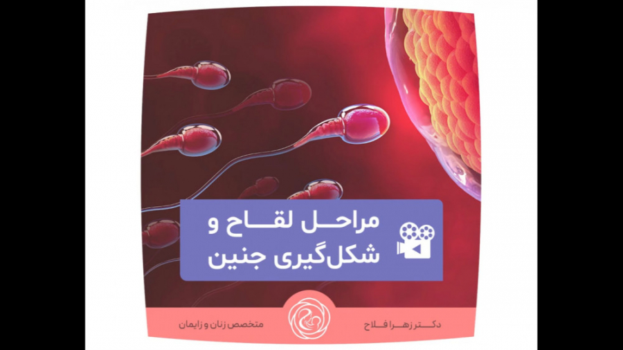 مراحل لقاح و شکل گیری جنین دکتر زهرا فلاح