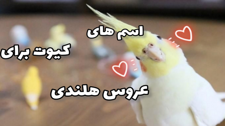 اسم عروس هلندی رو چی بزارم؟عروس هلندی/طوطی کاشت مو