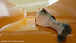 عجیب ترین آگهی های تبلیغاتی یك...