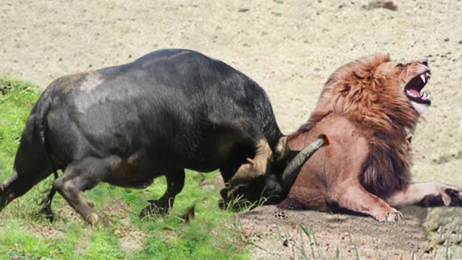 زندگی خشن حیوانات وحشی.حمله بو...