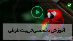 آموزش تربیت طوطی برزیلی - تربیت طوطی - تهیه غذای عروس هلندی و سایر طوطی سانان