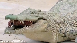 جنگ خونین تمساح وجگوار