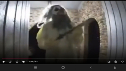 سعید والکور دلقک های قاتل ترسن...