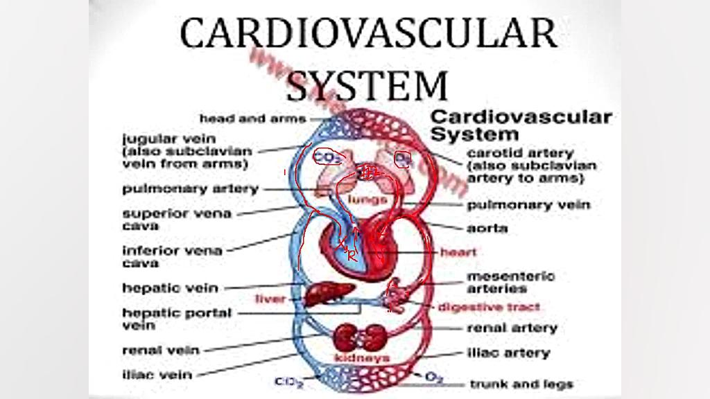 21-تدریس قلب و عروق بخش اول تدریس 13 آذر 1400 عمل زیبایی