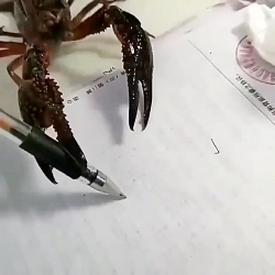 خرچنگ درحال درس دادن
