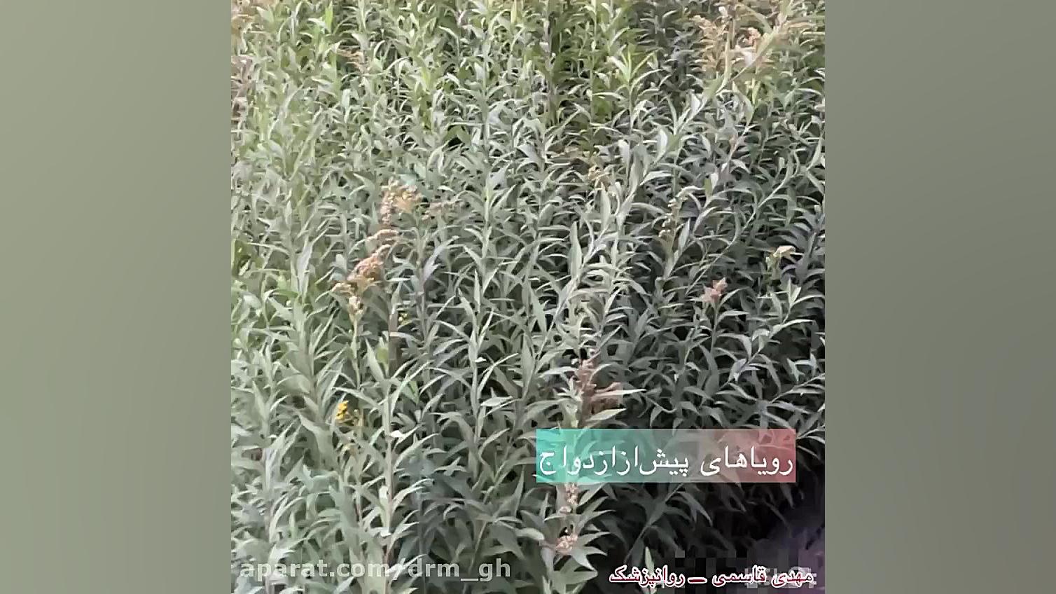 روایت عاشقی دکتر مهدی قاسمی، روانپزشک، رواندرمانگر