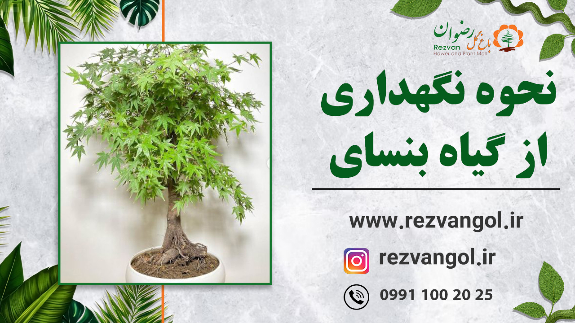 نحوه نگهداری از گیاه بنسای افرا زمان26ثانیه