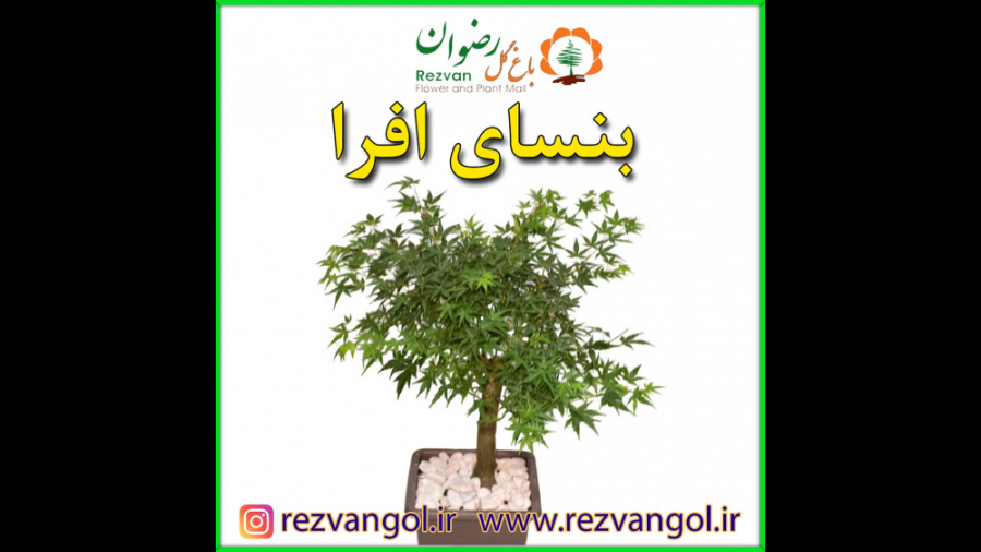 نحوه نگهداری از گیاه بنسای افرا زمان26ثانیه