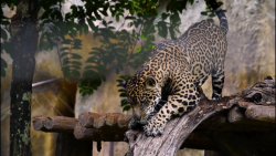 جنگ حیوانات وحشی :: نبرد جگوار...