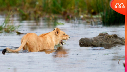 وقتی کروکودیل به شیر زن حمله م...