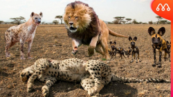 جنگ حیوانات وحشی  وقتی که چیپر...