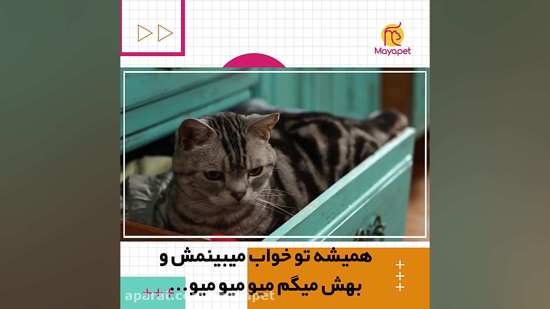 درد و دل گربه ی خونگی زمان242ثانیه