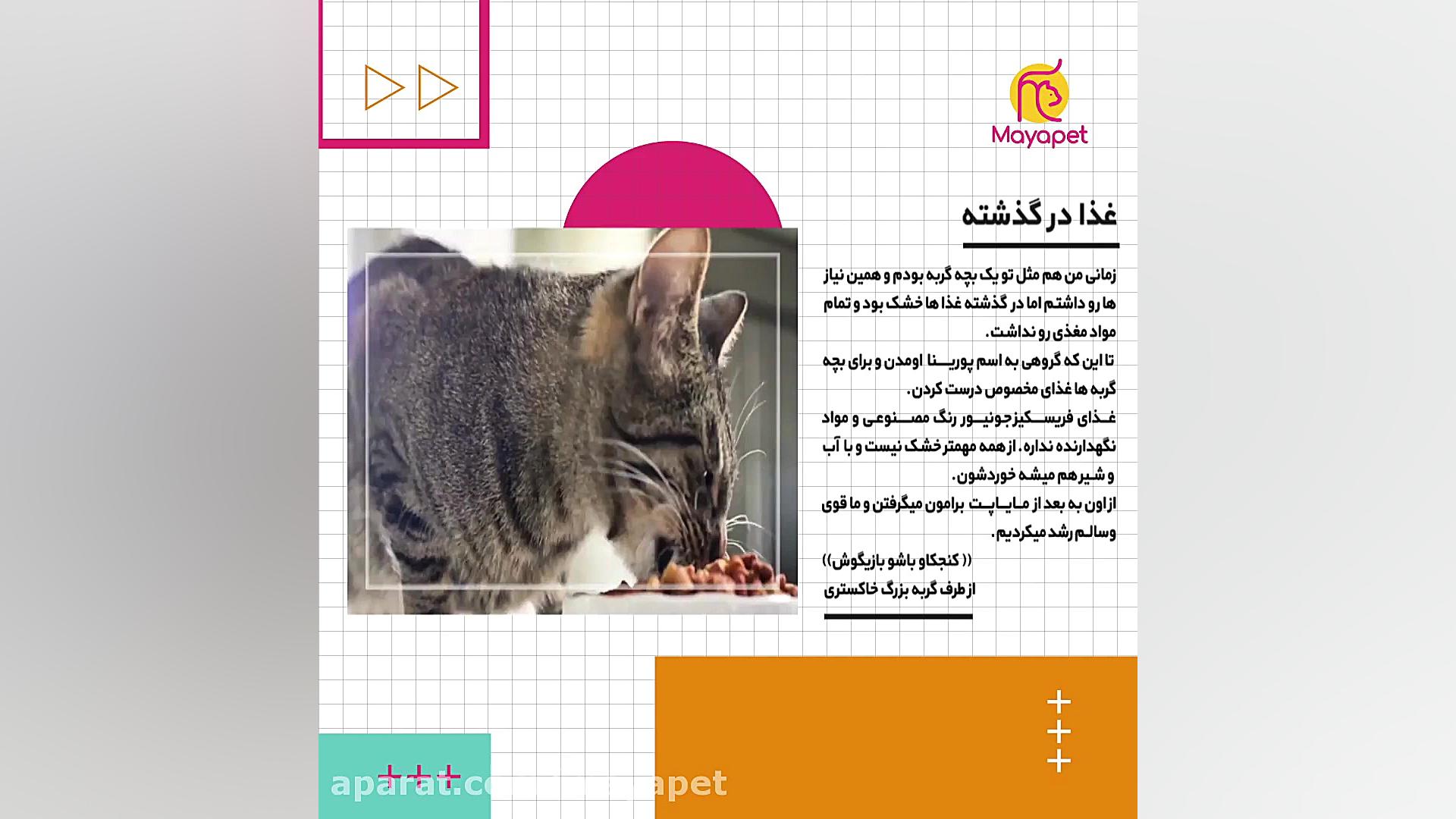 نامه ای به بچه گربه زمان189ثانیه